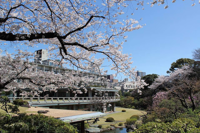 国際文化会館 / アイハウスの日本庭園バーチャルツアー（2021桜編）