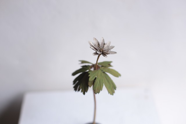 morison kobayashi exhibition”small plants” morison kobayashi